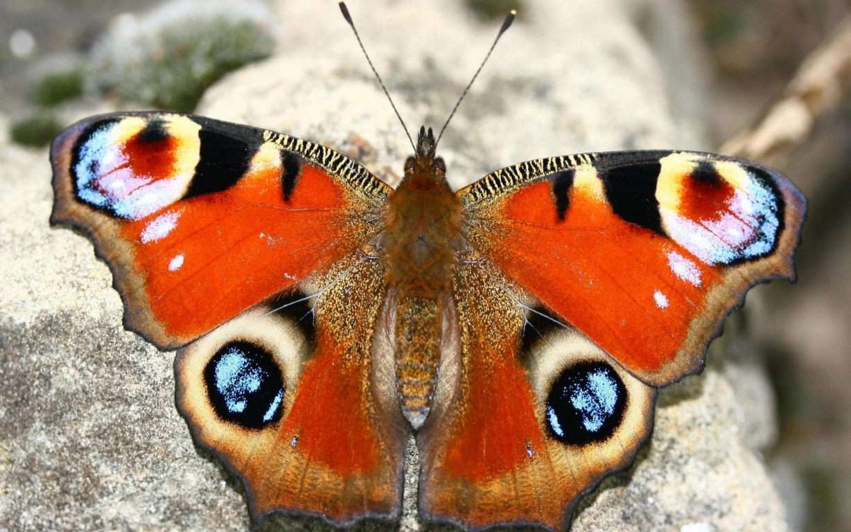 Butterfly Wallpaper 002