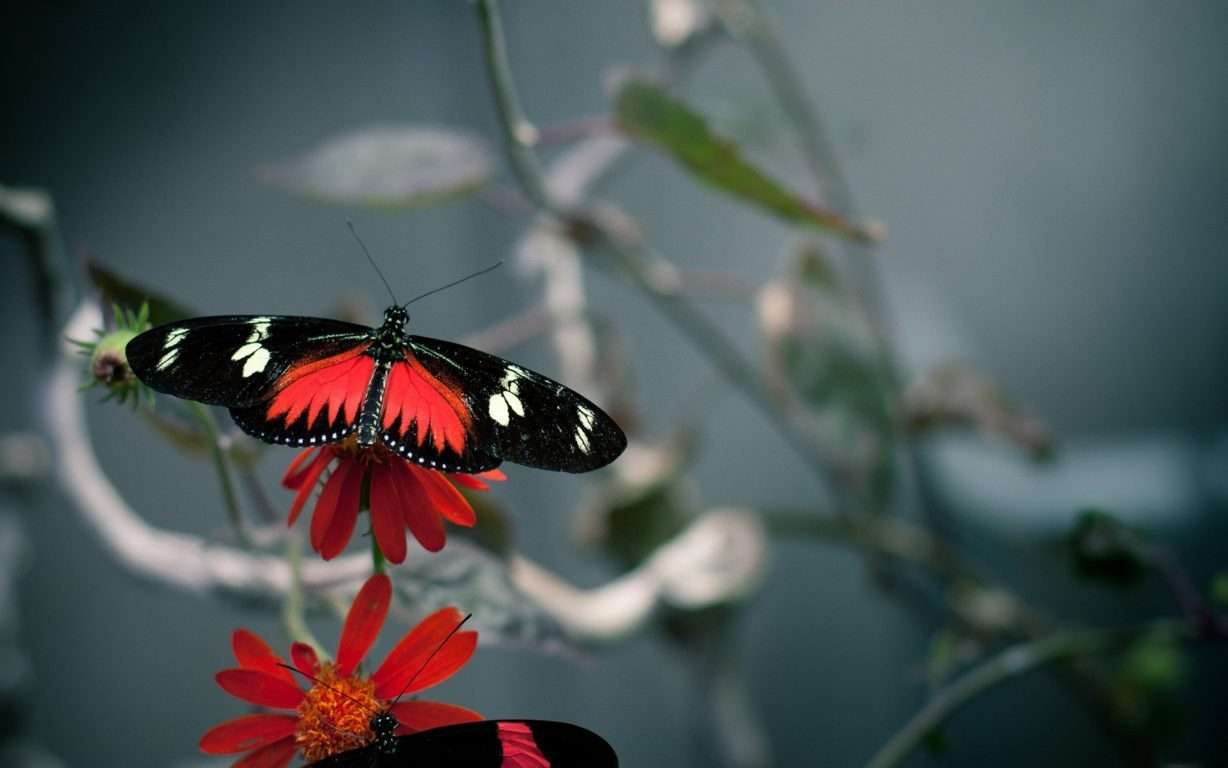 Butterfly Wallpaper 016