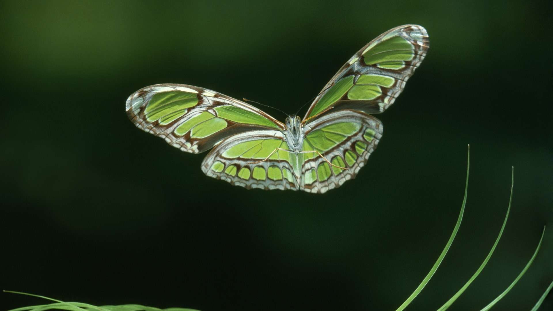 Butterfly Wallpaper 055