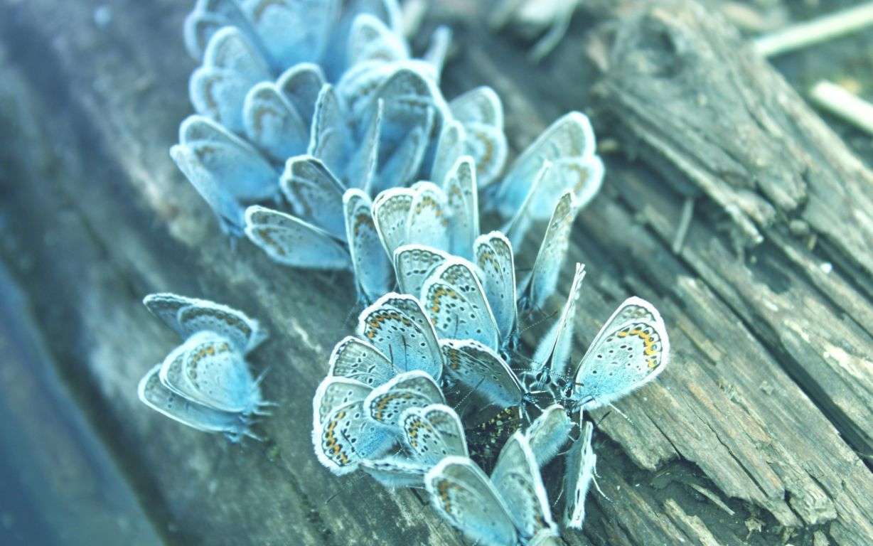 Butterfly Wallpaper 056