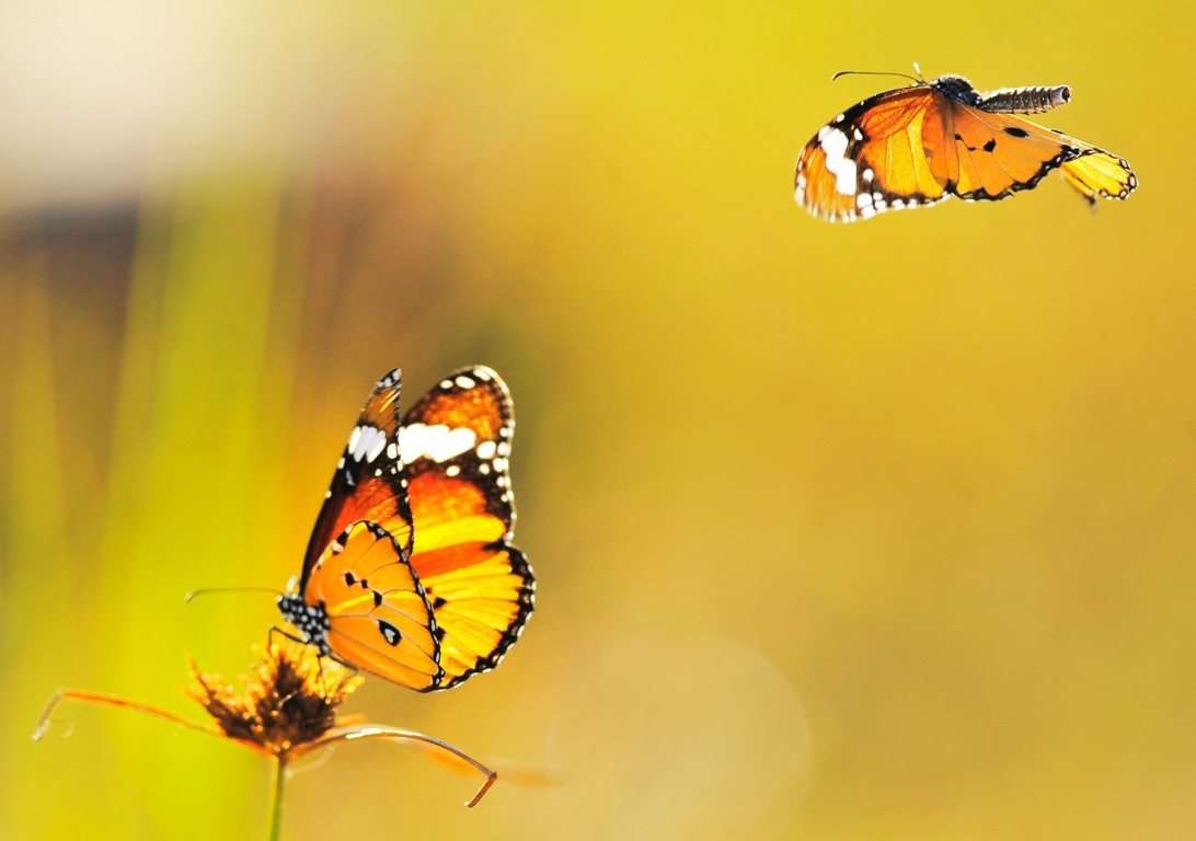 Butterfly Wallpaper 059