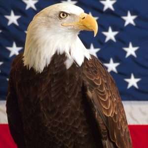 American Flag Eagle Wallpaper 009