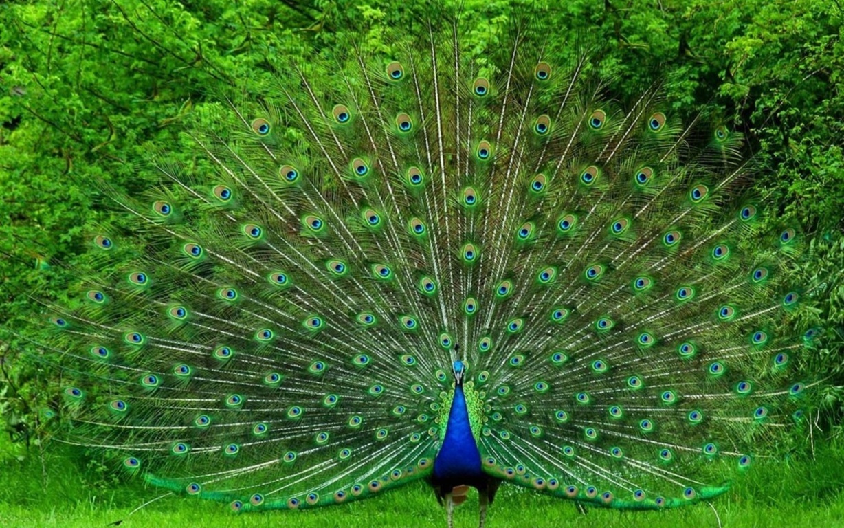 Peacock Wallpaper 14