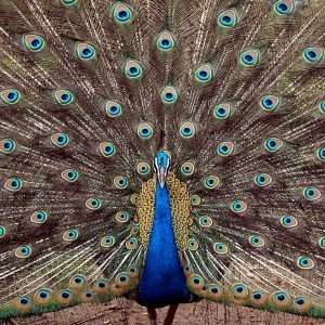 India - Birds - Peacock