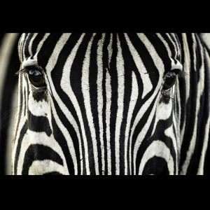 Zebra Wallpaper 20
