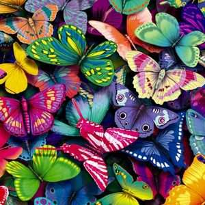 Butterfly Wallpaper 041