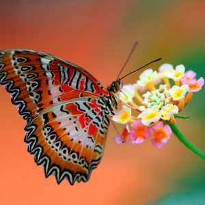 Butterfly Wallpaper 048