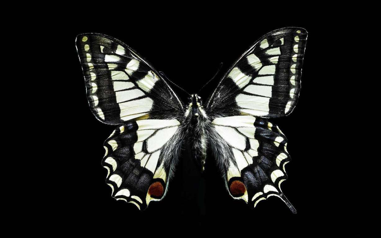 Butterfly Wallpaper 053
