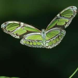 Butterfly Wallpaper 055
