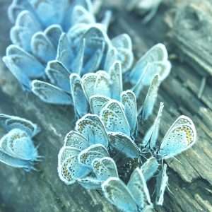 Butterfly Wallpaper 056
