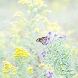 Butterfly Wallpaper 070