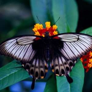 Butterfly Wallpaper 073